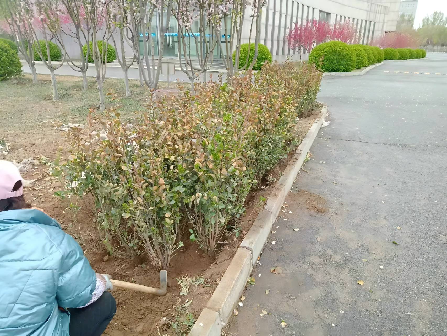 北京春（chūn）季綠籬種植注意事項