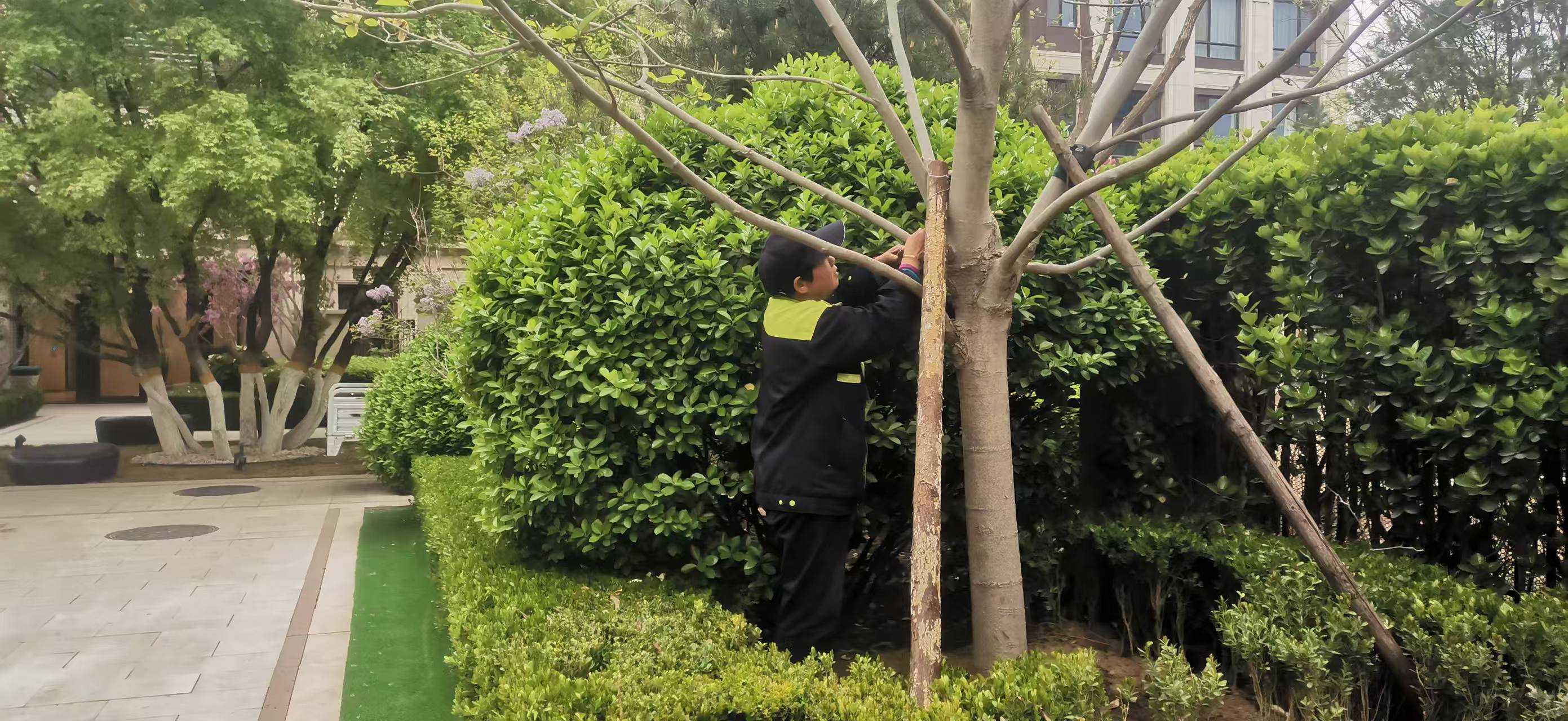 北京將出現10級以上大風，園林綠化養護如何提前防範風險